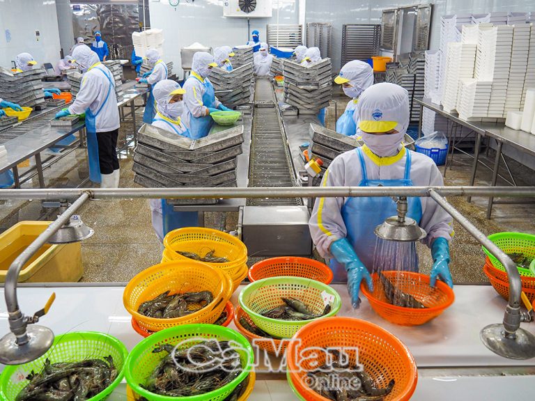 Khi “thủ phủ tôm” căng buồm ra biển lớn – Bài 2: Nuôi tôm sạch, chinh phục thị trường khó tính