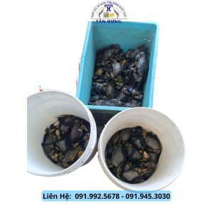 Cua Giống Cà Mau (Yếm vuông, Gạch)