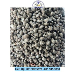 Sò huyết Giống Cà Mau