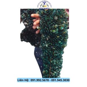 Vọp xanh (Vòm sanh) Giống Cà Mau